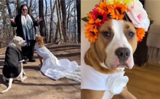 Dog couple getting married is the cutest thing you�ll see today, watch video